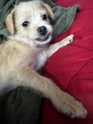 Lost Female Dog last seen Rv or trailer park, El Cajon, CA 92021