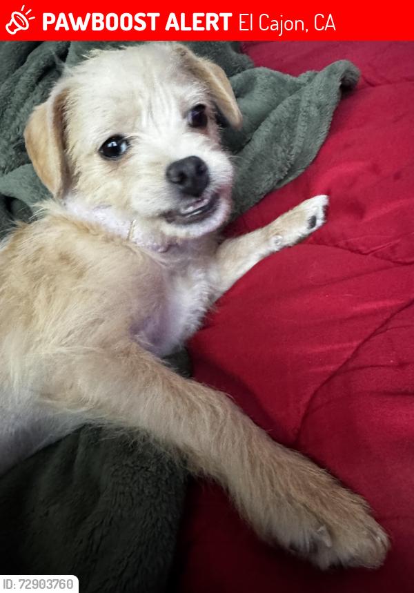 Lost Female Dog last seen Rv or trailer park, El Cajon, CA 92021