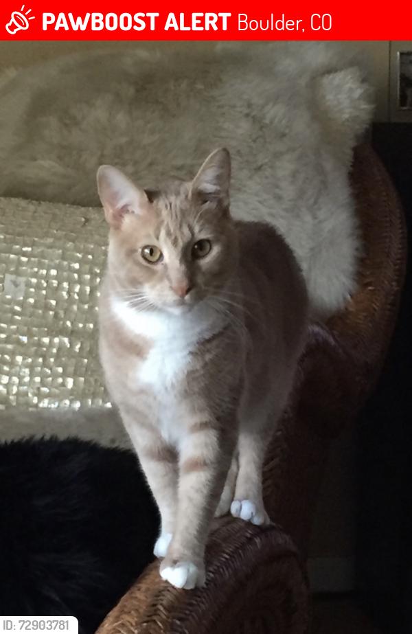 Lost Male Cat last seen Twin Lakes Rd & Brandon Creek Drive, Boulder, CO 80301