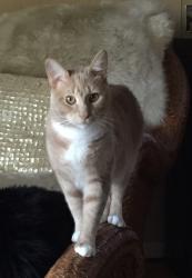 Lost Male Cat last seen Twin Lakes Rd & Brandon Creek Drive, Boulder, CO 80301
