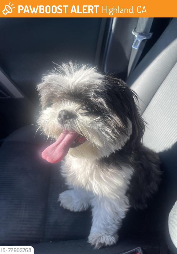 Found/Stray Female Dog last seen Baseline, Highland, CA 92346