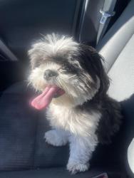 Found/Stray Female Dog last seen Baseline, Highland, CA 92346