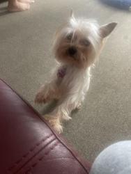 Lost Female Dog last seen trammell rd, Morrow, GA 30260
