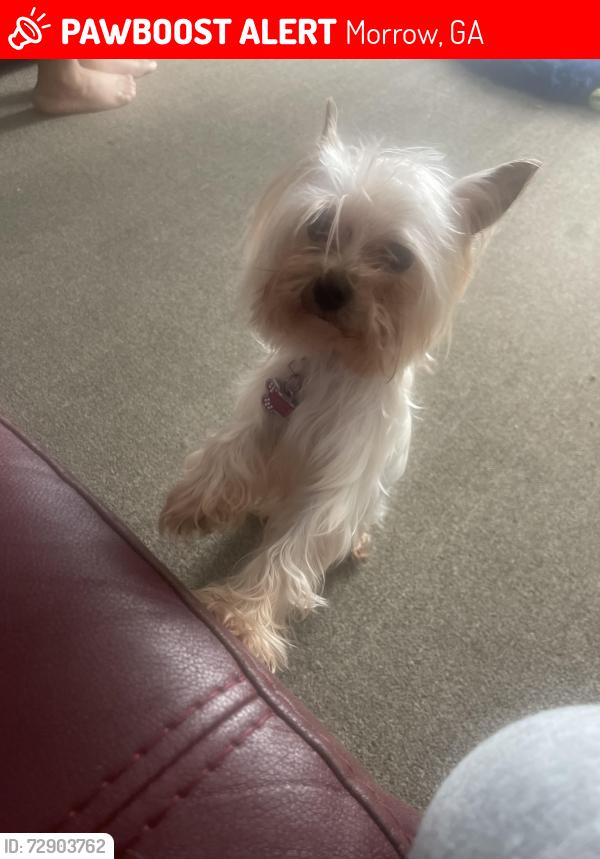 Lost Female Dog last seen trammell rd, Morrow, GA 30260