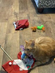 Lost Male Cat last seen Perryville is behind my back yard, theatre is also nearby, Machesney Park, IL 61115