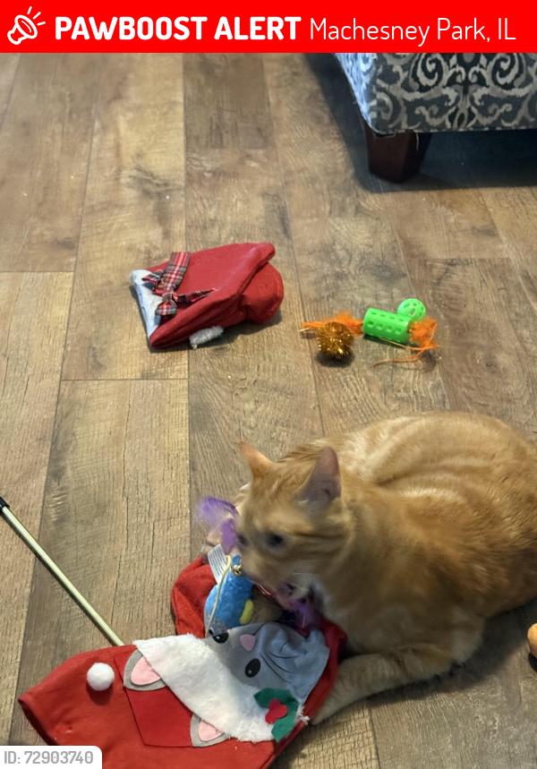 Lost Male Cat last seen Perryville is behind my back yard, theatre is also nearby, Machesney Park, IL 61115