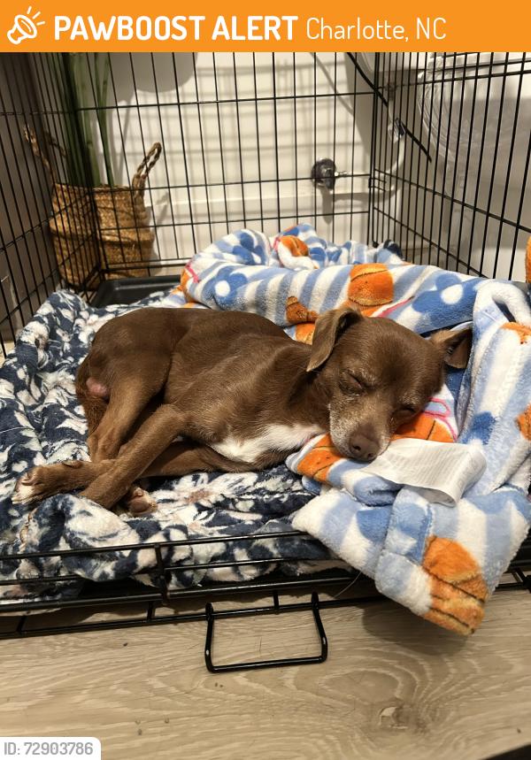 Found/Stray Male Dog last seen University City Blvd , Charlotte, NC 28262