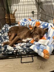 Found/Stray Male Dog last seen University City Blvd , Charlotte, NC 28262