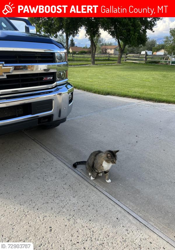 Lost Male Cat last seen Outlaw Lane, Off of Airport Rd. - 1/2 mile from Springhill Rd., Gallatin County, MT 59714