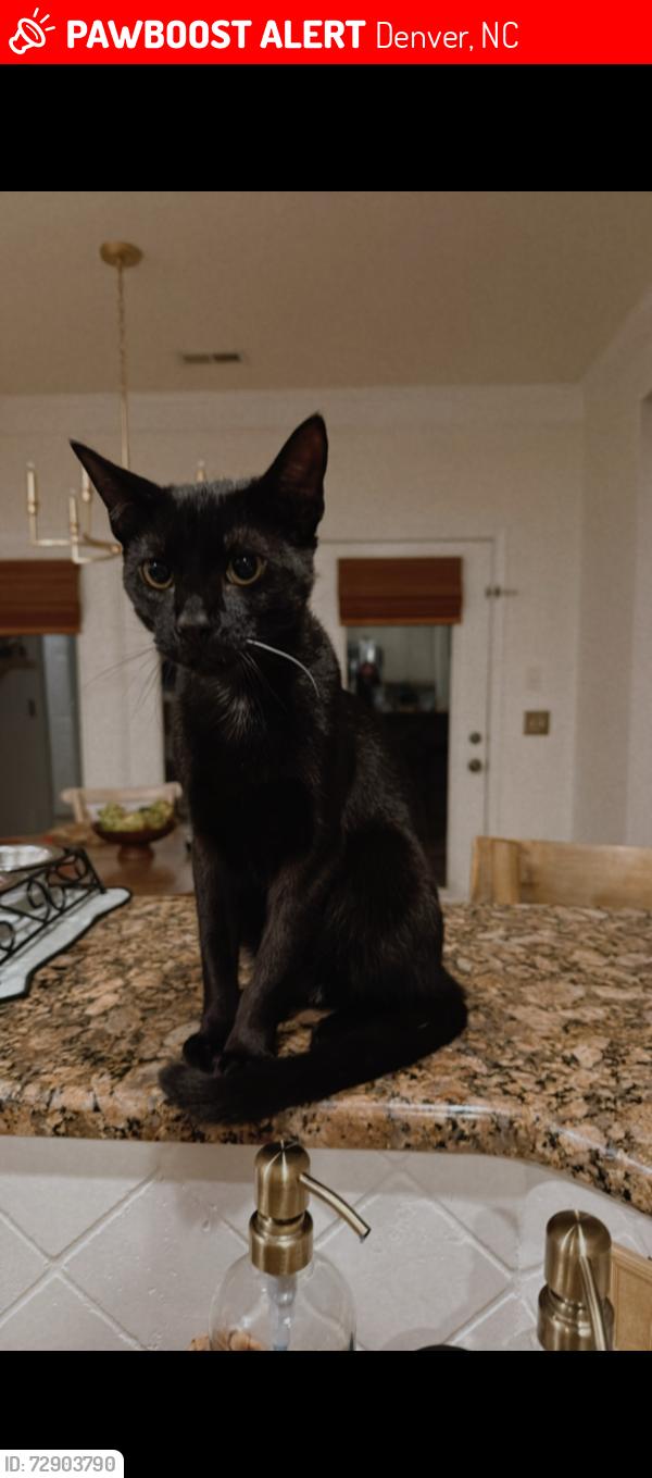Lost Male Cat last seen The Gates neighborhood, Denver, NC 28037