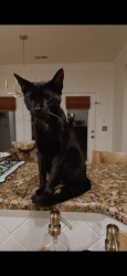 Lost Male Cat last seen The Gates neighborhood, Denver, NC 28037