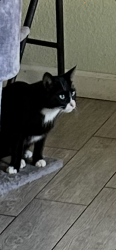 Reunited Female Cat last seen Near White Forge Ct, Stockton, CA 95212