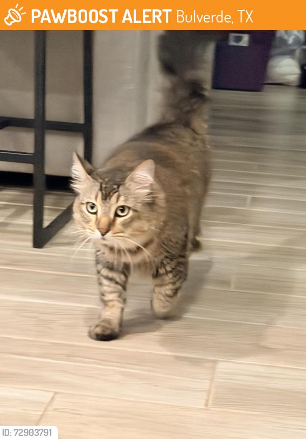 Found/Stray Unknown Cat last seen Bkanco rd near 46, Bulverde, TX 78163
