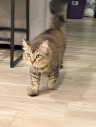Found/Stray Unknown Cat last seen Bkanco rd near 46, Bulverde, TX 78163