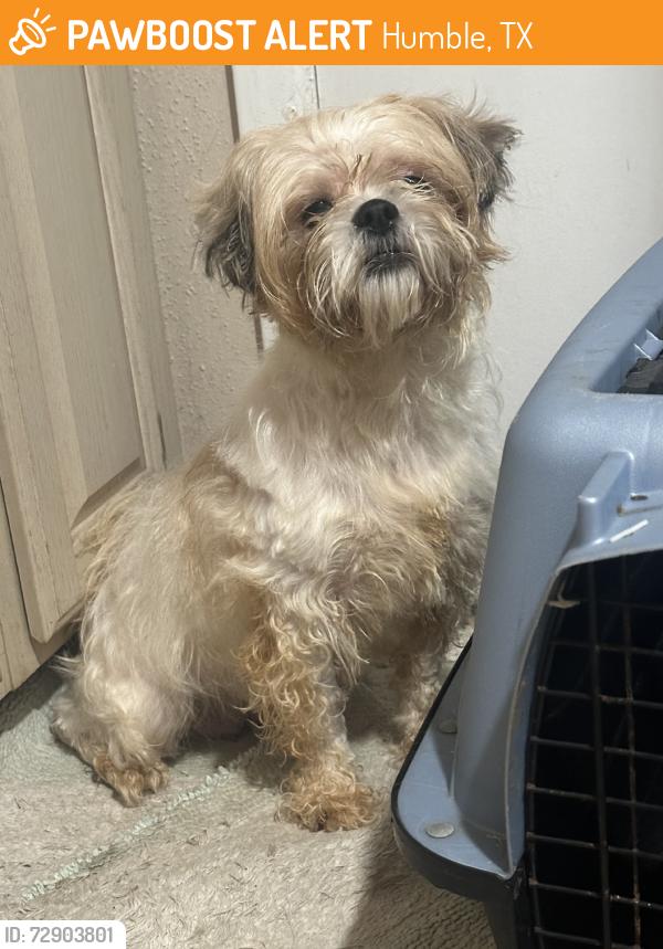 Found/Stray Female Dog last seen charles st, Humble, TX 77347