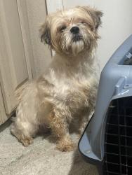 Found/Stray Female Dog last seen charles st, Humble, TX 77347