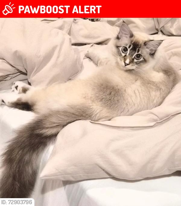 Lost Female Cat last seen 241st terrace NE, Redmond, WA, Union Hill-Novelty Hill, WA 98053