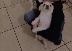 Reunited Male Dog last seen Anson Dr Poinciana, Kissimmee, FL 34758