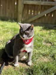 Reunited Male Cat last seen Pole road and sacramento dr, Fort Belvoir, VA 22060