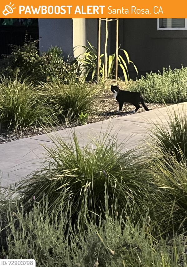 Found/Stray Unknown Cat last seen W College Ave & Stony Point, Santa Rosa, CA 95401
