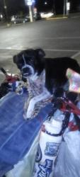 Found/Stray Female Dog last seen Blackstone and Shields, Fresno, CA 93726