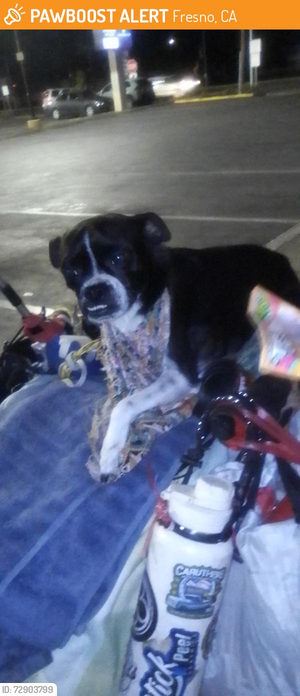 Found/Stray Female Dog last seen Blackstone and Shields, Fresno, CA 93726