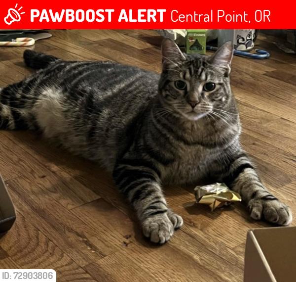 Lost Male Cat last seen Beal Ln Bursell Rd, Central Point, OR 97502