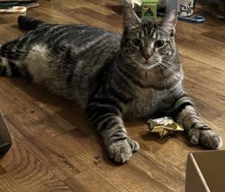 Lost Male Cat last seen Beal Ln Bursell Rd, Central Point, OR 97502