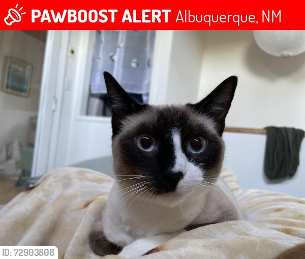 Lost Male Cat last seen Willow ne , Albuquerque, NM 87109
