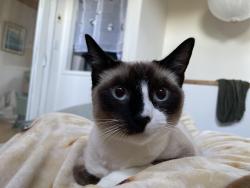Lost Male Cat last seen Willow ne , Albuquerque, NM 87109