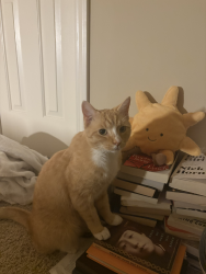 Lost Male Cat last seen Near Kingsley Park Court, Peachtree Corners, GA, 30096, Duluth, GA 30096