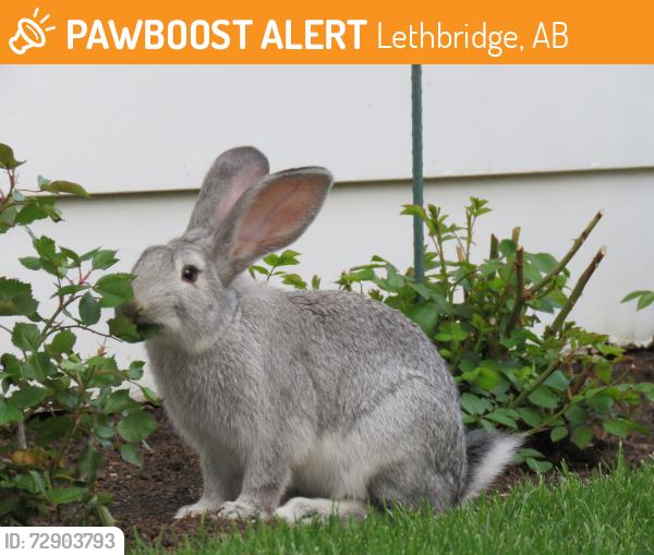 Surrendered Unknown Rabbit last seen Near Ave and 23rd street north, Lethbridge, AB T1H