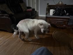 Reunited Male Dog last seen Rhodes Ave& oak ridge Ave m, Memphis, TN 38117