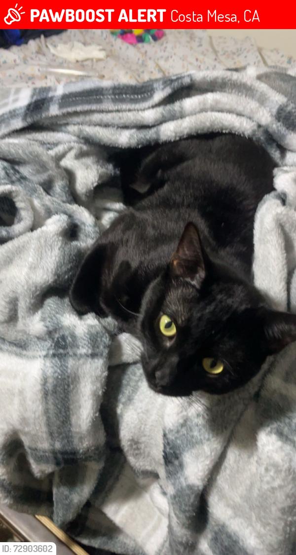 Lost Male Cat last seen Adams and Fairview , Costa Mesa, CA 92626