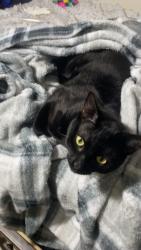 Lost Male Cat last seen Adams and Fairview , Costa Mesa, CA 92626