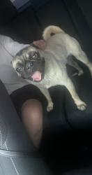 Found/Stray Male Dog last seen Near th amd Compton ave , Florence-Graham, CA 90001