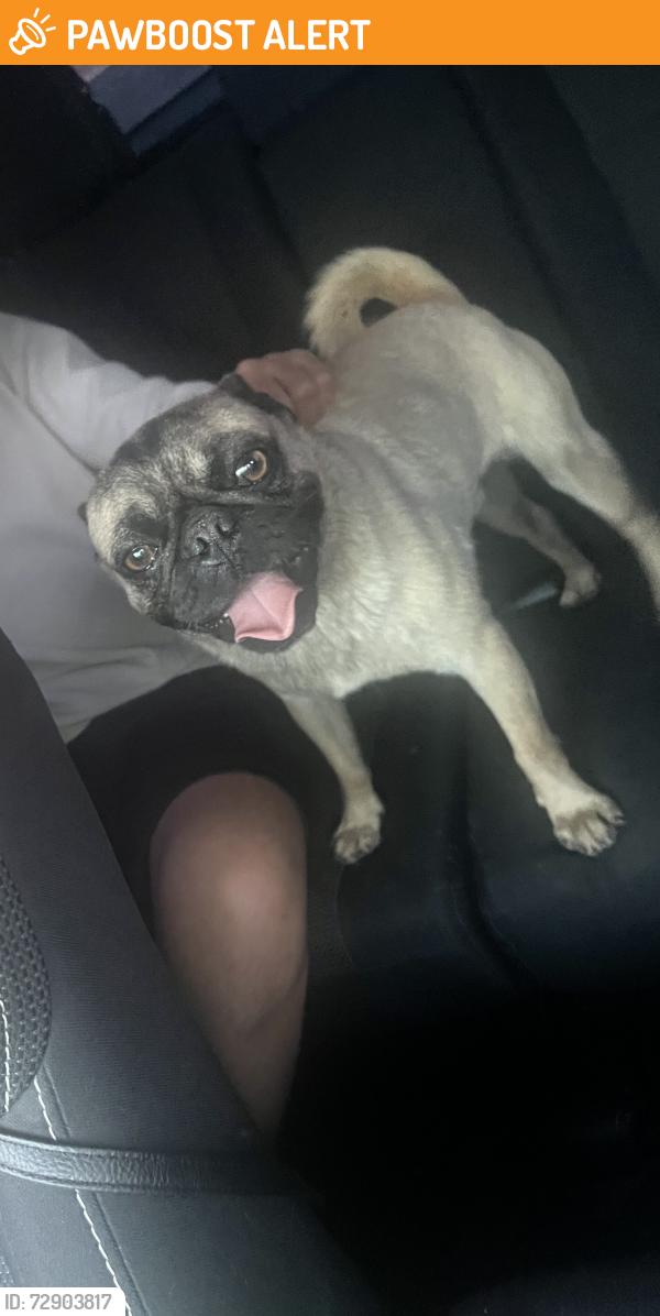Found/Stray Male Dog last seen Near th amd Compton ave , Florence-Graham, CA 90001