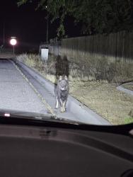 Lost Unknown Dog last seen Franklin Ct, Adelanto, CA 92301
