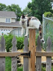 Reunited Female Cat last seen 55th & O St , Omaha, NE 68117