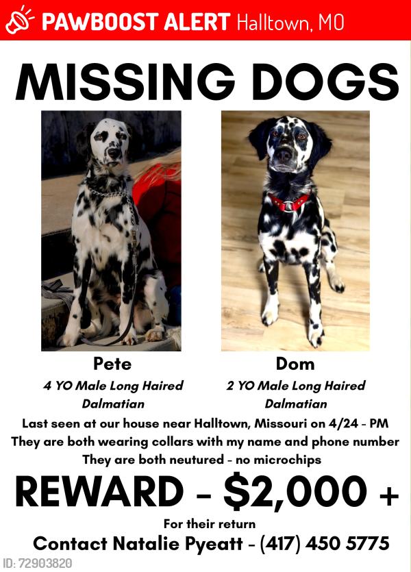 Lost Male Dog last seen Farm Rd 156 / Farm Rd 29, Halltown, MO 65612