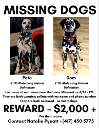 Lost Male Dog last seen Farm Rd 156 / Farm Rd 29, Halltown, MO 65612