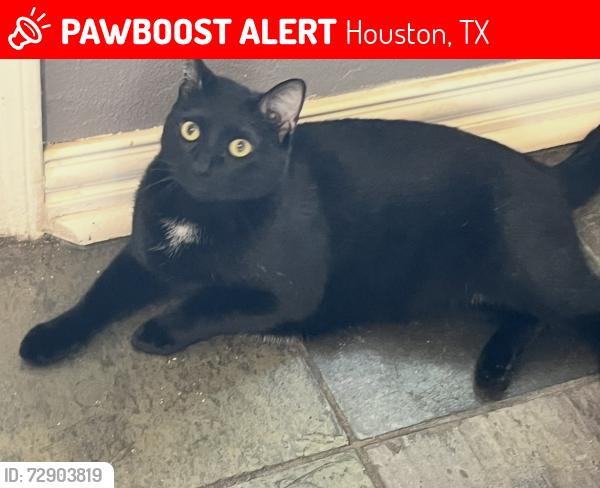 Lost Male Cat last seen Sutter Park, Houston, TX 77066