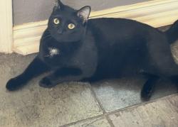 Lost Male Cat last seen Sutter Park, Houston, TX 77066