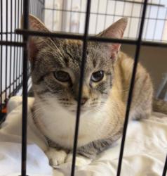 Shelter Stray Male Cat last seen Vet, Portland, IN 47371
