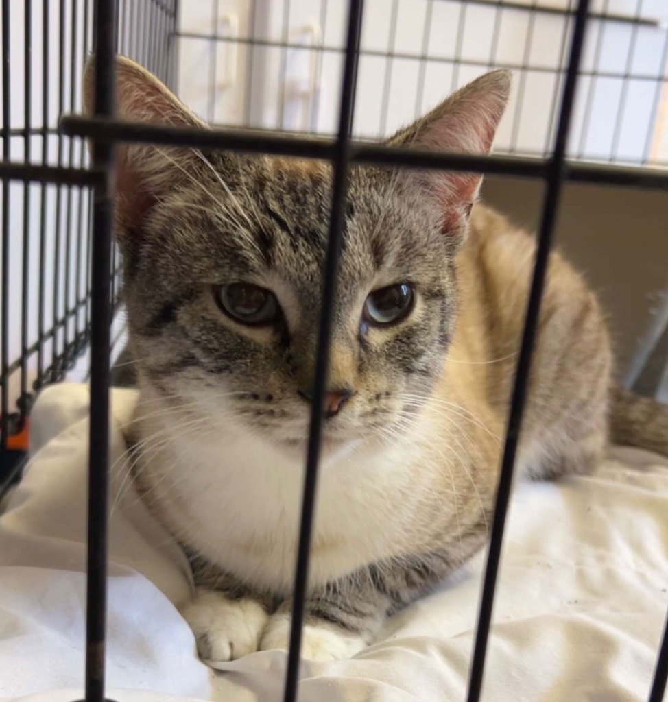 Shelter Stray Male Cat last seen Vet, Portland, IN 47371