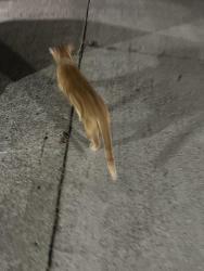 Reunited Unknown Cat last seen point loma heights , San Diego, CA 92107