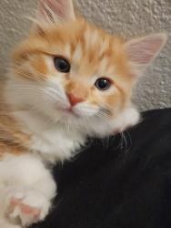Lost Male Cat last seen Grand Teton, n Decatur, Las Vegas, NV 89131