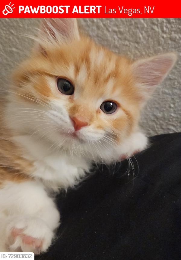Lost Male Cat last seen Grand Teton, n Decatur, Las Vegas, NV 89131