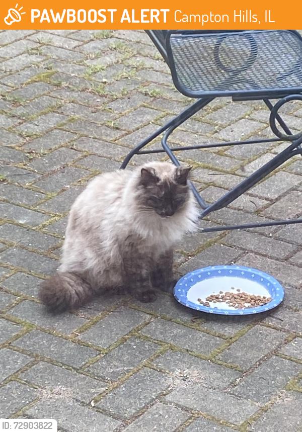 Found/Stray Male Cat last seen Rt 64 & Chaffield Dr, west of Wasco Nursery , Campton Hills, IL 60175
