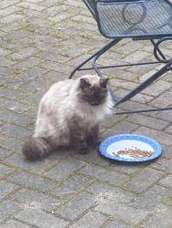 Found/Stray Male Cat last seen Rt 64 & Chaffield Dr, west of Wasco Nursery , Campton Hills, IL 60175